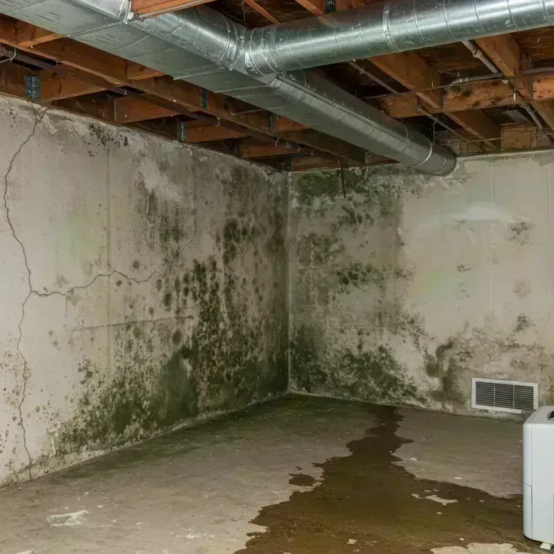 Professional Mold Removal in Berkeley, IL